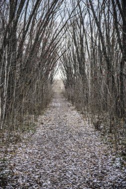 Sokakta. İlk sonbahar kar ve düzensiz bir eski terk edilmiş Park patika yapraklarda
