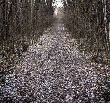 Sokakta. İlk sonbahar kar ve düzensiz bir eski terk edilmiş Park patika yapraklarda