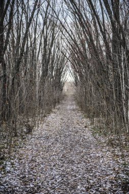 Sokakta. İlk sonbahar kar ve düzensiz bir eski terk edilmiş Park patika yapraklarda