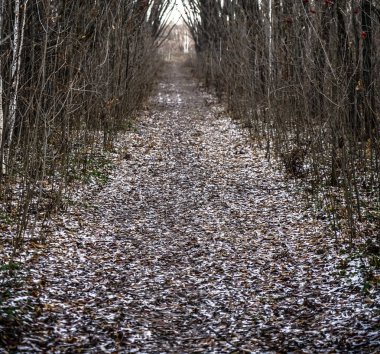 Sokakta. İlk sonbahar kar ve düzensiz bir eski terk edilmiş Park patika yapraklarda