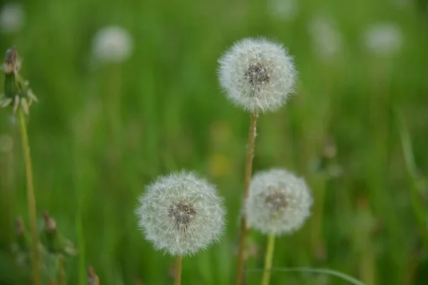 夏にはふわふわのタンポポのフィールド 緑の芝生の風景 — ストック写真