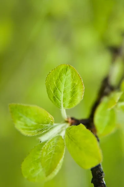 Detail Větve Pupeny Mladé Zelené Čerstvé Listy Rozostřeného Pozadí — Stock fotografie