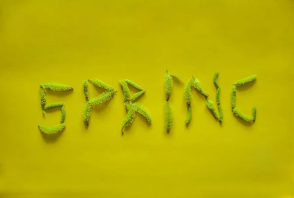 Primavera Palavra Feita Letras Botões Árvore Isolado Backgroud Amarelo — Fotografia de Stock