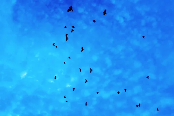 Oiseaux Ronds Corbeaux Volant Sur Fond Bleu Ciel Nuageux — Photo