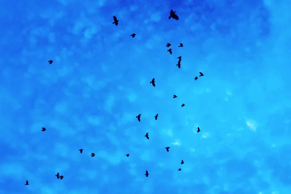 Rook birds - ravens flying on blue  cloudy sky background.