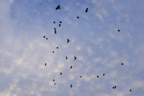 Rook Ptaki Kruki Lotu Tle Niebieskiego Nieba Deszczu — Zdjęcie stockowe