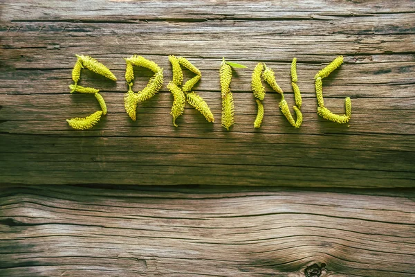 Wort Frühling Aus Knospen Auf Holzbrett Hintergrund Leerer Kopierraum Für — Stockfoto