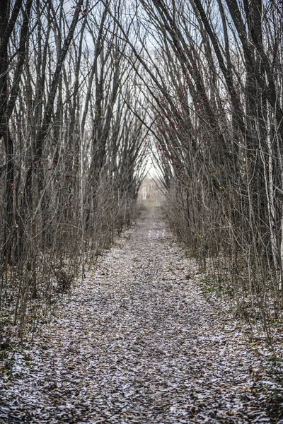 Sokakta. İlk sonbahar kar ve düzensiz bir eski terk edilmiş Park patika yapraklarda