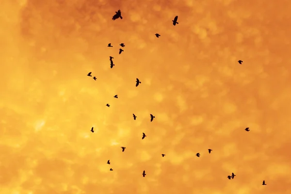 Rook birds - ravens flying on   cloudy sky background.