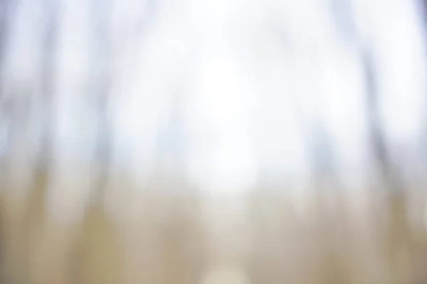 Автентичний Розмитий Лісовий Фон Дефокусований Фон Природи — стокове фото