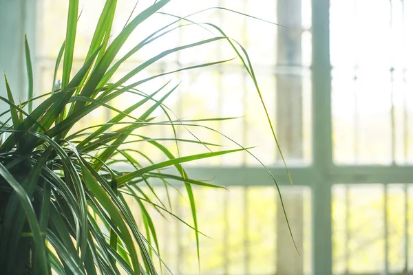 big green plant  against sunny window frame. indoor background.
