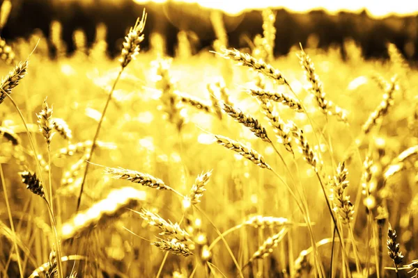 Wheat Ears Sky Background — Stock Photo, Image
