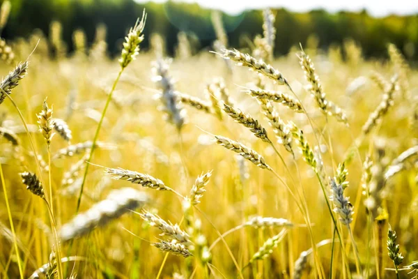 Spighe Grano Sfondo Cielo — Foto Stock