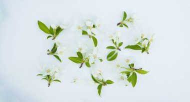 Yeşil elma beyaz çiçeklerin çiçeği izole bırakır
