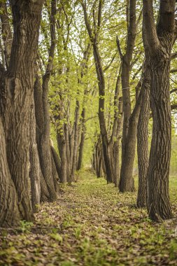 Ağaç gövdeleri park boyunca satırı. Yeşillik