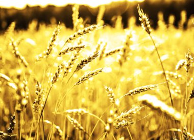 gökyüzü arka plan buğday kulaklarını