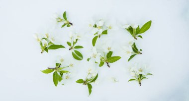 Yeşil elma beyaz çiçeklerin çiçeği izole bırakır