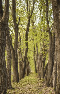 Ağaç gövdeleri park boyunca satırı. Yeşillik