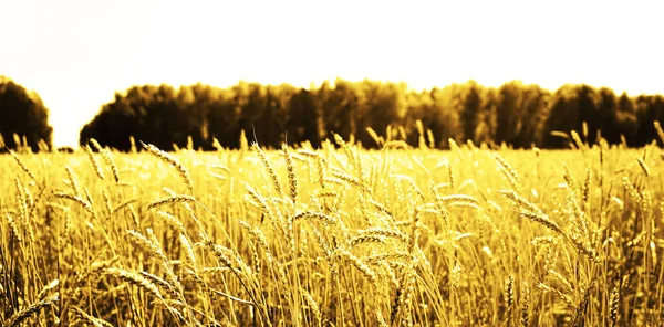 在地里生长的金麦穗 — 图库照片