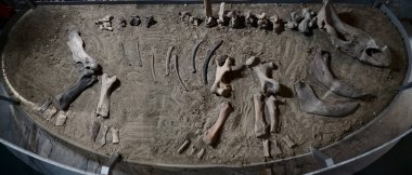 Dinosaur skeleton in ground, Tyrannosaurus archaeological excavations. Prehistoric monster clipart