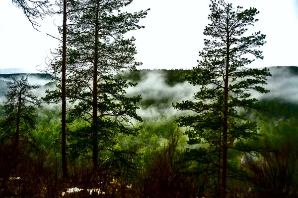 Stream Vliegen Bergen Tussen Bomen Achtergrond Van Wilde Natuur — Stockfoto