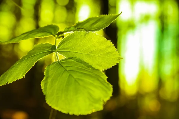 Fondo Del Bosque Con Luz Del Sol Que Viene Través —  Fotos de Stock