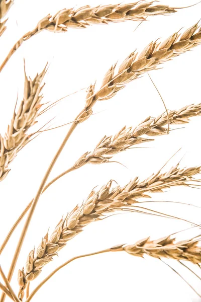 金色收获的孤立的白色背景上的麦穗 — 图库照片