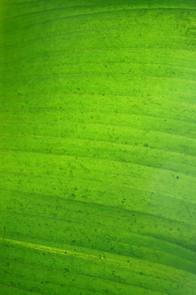 Yeşil Muz Yaprak Backgroung Yakın Çekim — Stok fotoğraf