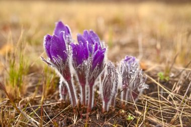 Daha fazla pasque (Pulsatilla grandis) çiçeklerle su damlası