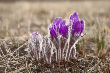 Daha fazla pasque (Pulsatilla grandis) çiçeklerle su damlası