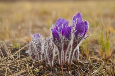 Daha fazla pasque (Pulsatilla grandis) çiçeklerle su damlası