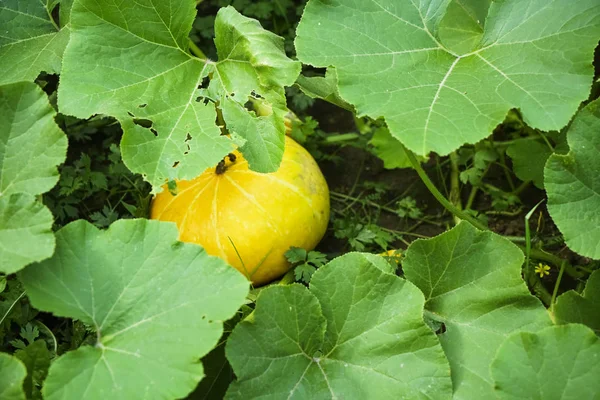 Close Small Pumpkin Growing Field Countryside — Stock Photo, Image