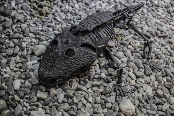 Lagarto Preto Rasteja Sobre Fundo Pedras Esqueleto Predador Dinossauro — Fotografia de Stock