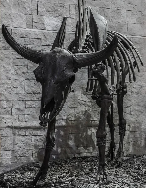 Skelet Van Gehoornde Historische Big Animal — Stockfoto