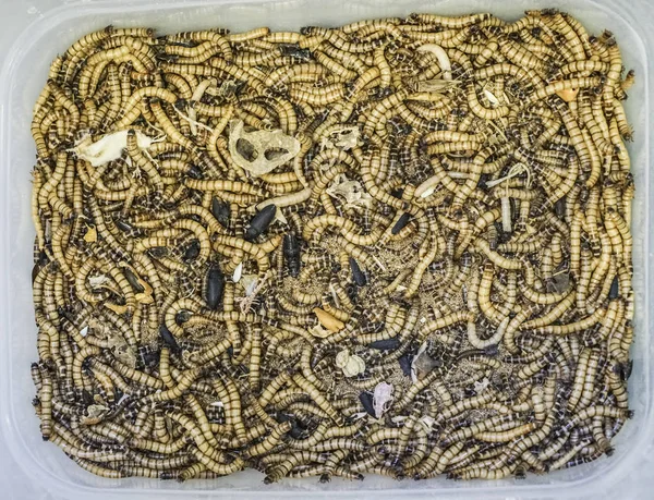 Background of many  Meal worms suitable for Food