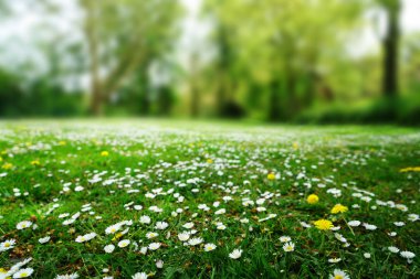 Arka planda orman ile güzel papatyalar. seçici odak güzel bir beyaz çiçekler 