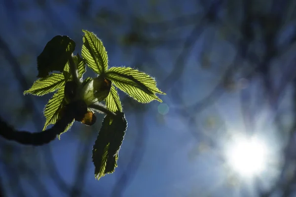 Brunch Zielonymi Małymi Listwami Pączkach Wiosenny Słoneczny Dzień Kasztana — Zdjęcie stockowe