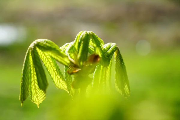 Vår Skogs Bakgrund Enkelhet Konceptuell Bild Vackra Mjuka Anbud Spring — Stockfoto