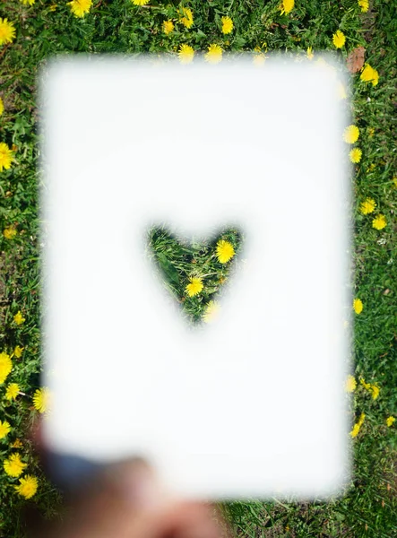 Серце Кульбаби Жовті Квіти Фоні Білого Паперу Ріжуча Листівка — стокове фото