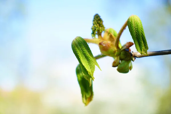 Brunch Zielonych Liści Małe Pąki Słoneczny Dzień Wiosny — Zdjęcie stockowe