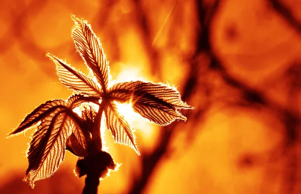Siluet Güneş Dalları Arasında Işık Işınları Gün Batımı Işığı Batan — Stok fotoğraf