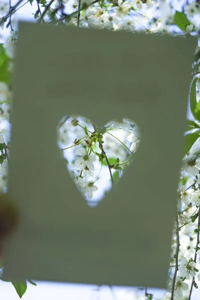 Kort Med Utstansat Hål Hjärtform Vitt Papper Vita Äppelblommor Gröna — Stockfoto