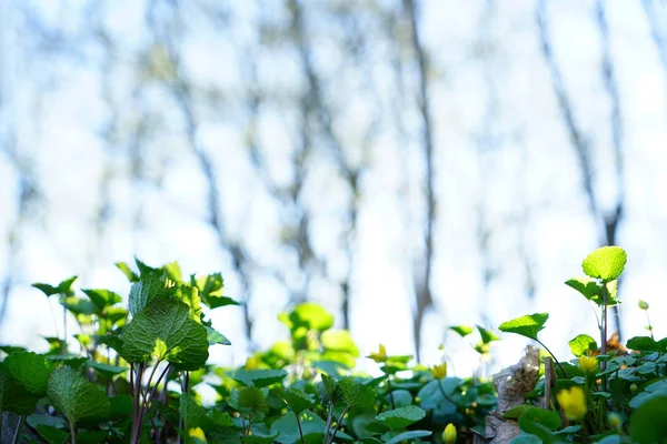 Parlak Güneşli Bir Gün Güzel Bahar Veya Yaz Vahşi Orman — Stok fotoğraf