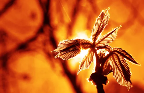 Sylwetka Słońce Promienie Światła Między Gałęziami Światła Słońca Gałąź Kasztanowca — Zdjęcie stockowe