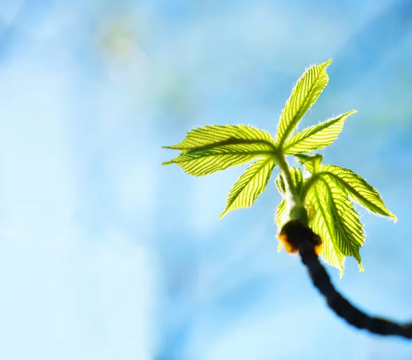 Brunch Mit Grünen Kleinen Blättern Einem Sonnigen Frühlingstag Kastanienbaum — Stockfoto