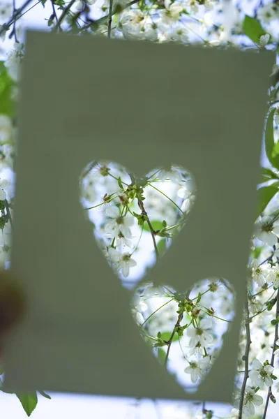 Kort Med Utstansat Hål Hjärtform Vitt Papper Vita Äppelblommor Gröna — Stockfoto