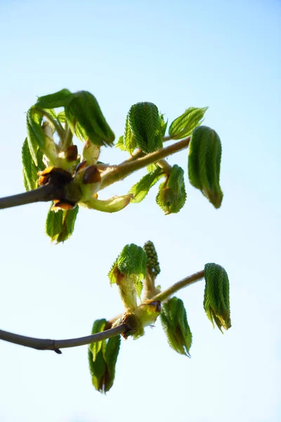 Gałęzie Zielonymi Małymi Liśćmi Pączkach — Zdjęcie stockowe