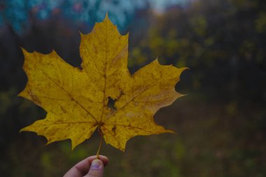sonbahar ormanının arka planına karşı bir adam elinde sarı akçaağaç yaprağı. park bokeh arka plan. 