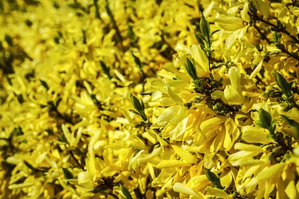 フォーサイシアブランチ美咲き春黄色の花の背景 — ストック写真