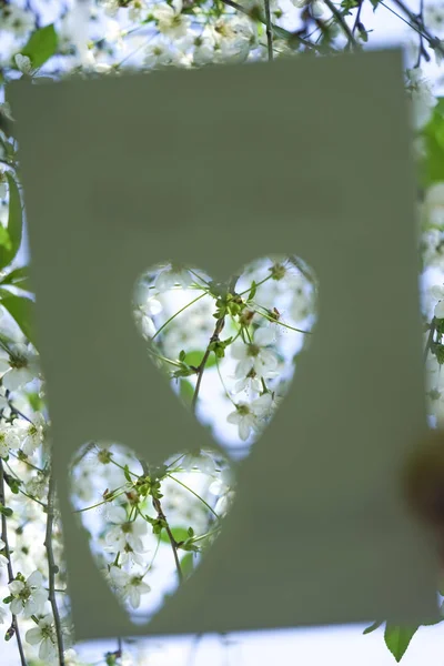 Scheda Con Foro Ritaglio Forma Cuore Carta Bianca Fiori Mela — Foto Stock